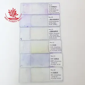 Juego de 14 portaobjetos de microscopio preparados Genética Diapositivas preparadas Clases de cromosomas humanos Enseñanza - Product Image 4