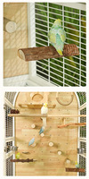 Cage à oiseaux panoramique en bois massif de qualité supérieure avec roulettes et tiroirs pour l'élevage des perroquets