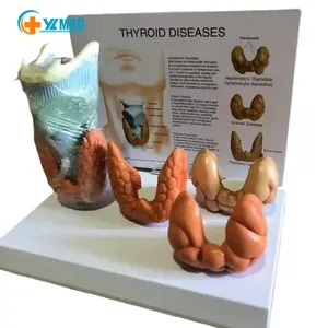 Tıp bilimleri İnsan anatomisi larinks patoloji tiroid deneysel model beyin malzemeleri organ modeli