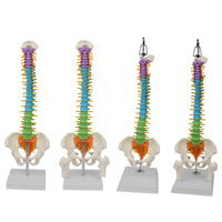 Modèle de colonne vertébrale flexible de 45 cm, coloré, avec occiput, vertèbres, bassin et fémur – Aide pédagogique anatomique