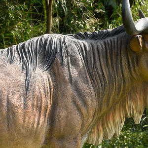 Gran oferta, decoración de jardín al aire libre para Parque, escultura de <span class=keywords><strong>ñu</strong></span> Animal de resina, estatua de <span class=keywords><strong>ñu</strong></span> de fibra de vidrio realista de tamaño real - Product Image 5