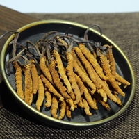 Haute Qualité Naturel Tibet Cordyceps sinensis Sauvage Séché Tianshi Cordyceps Militaris Organique Mycélium Cordyceps Champignon