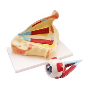 Modelo de anatomía <span class=keywords><strong>del</strong></span> <span class=keywords><strong>ojo</strong></span> humano con aumento de 3 veces, con órbita, hueso, nervio y partes desmontables <span class=keywords><strong>del</strong></span> globo ocular para el aula de biología y fisiología - Product Image 3
