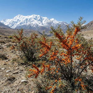 สารสกัดจากผลซีบัคธอร์นธรรมชาติ ปริมาณสูง ฟลาโวนอยด์จากซีบัคธอร์น วิตามินซี อาหารเสริมเพื่อสุขภาพ ชนิดผง วัตถุดิบเกรดอาหาร - Product Image 5