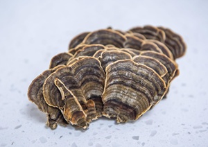 Fungo Selvatico Essiccato Trametes Versicolor, Coriolus Versicolor, Polyporus Versicolor, Fungo Coda di Tacchino, Lavorazione Grezza - Product Image 3