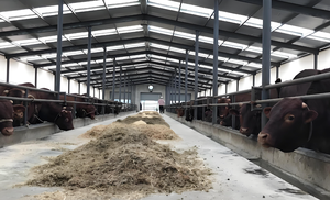 Bâtiment de ferme avicole préfabriqué en structure métallique - Product Image 3