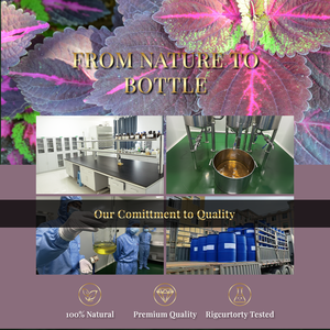 Proveedor Chino de Aceites Esenciales de Aromaterapia para el Cuidado de la Piel, Aceite de Hoja de Perilla 100% Puro y Natural con Buen Embalaje - Product Image 4