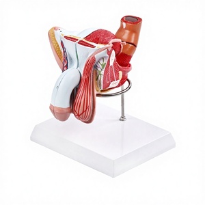 Modelo de Sistema Genital y Urinario Masculino de Tamaño Real, 4 Partes Desmontables, Herramienta de Enseñanza Anatómica, Material de PVC, Regalo Médico - Product Image 1