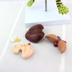 Modello Anatomico di Rana, Modello Biologico di Organi e Tessuti, Esemplari Animali per Scopi Medici - Product Image 5