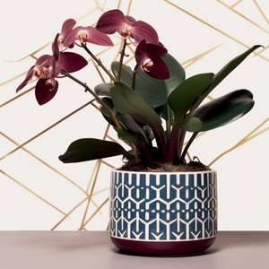 <span class=keywords><strong>Maceta</strong></span> de cerámica en capas con patrón de rejilla <span class=keywords><strong>azul</strong></span> de 5 pulgadas-<span class=keywords><strong>Maceta</strong></span> redonda elegante para plantas de interior con orificio de drenaje - Product Image 5