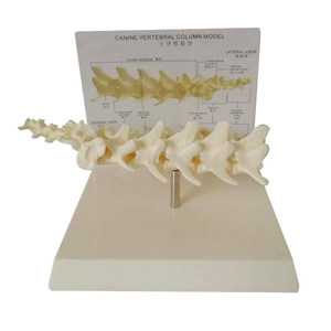 Modelo de Vértebras Lumbares Caninas, Columna Vertebral Canina de 5 Piezas, Modelo de Columna Vertebral de <span class=keywords><strong>Perro</strong></span> para Enseñanza Veterinaria - Product Image 5