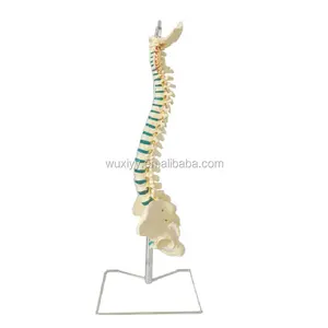 医学科学85厘米灵活脊柱与骨盆模型