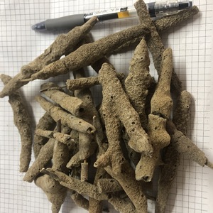 Zi Shao Hua Natural Secado Todo Spongilla Fragilla Dry Spongilla <span class=keywords><strong>Fragilis</strong></span> para Hierba - Product Image 2