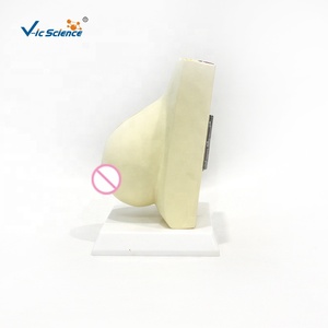 Características Estructurales del Modelo Anatómico del Seno - Product Image 1
