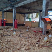 Chauffe-gaz infrarouge pour poussins, vente en gros directe usine, idéal pour élevages avicoles sécurisés