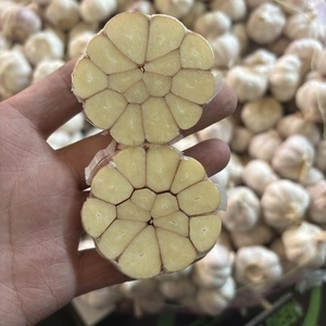 Fornitore di Aglio Fresco all'Ingrosso, Confezione da 10kg in Cartone, Aglio Bianco Normale da 5,5cm per Importatori, Fabbrica Cinese Ajo Ail - Product Image 5