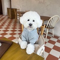 Vêtements pour chiens en polaire de polyester de haute qualité, nouvelle mode automne-hiver, petite robe pour chiot, sweat à capuche pour animaux de compagnie, tissu de luxe, vente en gros de jouets Songshan