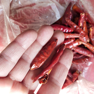 Hotsale new thai pepper pepe rosso intero essiccato per spezie - Product Image 6