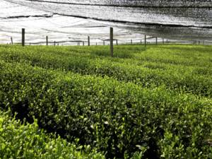 Matcha y Té Verde en Polvo de Alta Calidad, Certificado ISO, Malla 800, Uso Ceremonial, Empaquetado en Bolsas/Sobres - Product Image 5