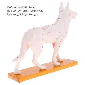 KyrenMed köpek akupunktur Model beyin 72 puan köpek akupunktur noktası modeli veteriner akupunktur hayvan anatomik modelleri - Product Image 2