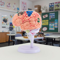 Modèle de cerveau humain miniature éducatif, en PVC, décomposable, avec 32 pièces amovibles pour les sciences médicales
