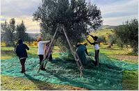Groene Plantage Fruitverzamelingsnetten, op maat te maken, voor landbouwnetten voor walnoten, olijven en kastanjes.
