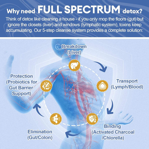 مسحوق التخلص من السموم كامل الطيف للبالغين لدعم الكبد والجهاز اللمفاوي والقولون والأمعاء وإدارة الوزن - Product Image 3