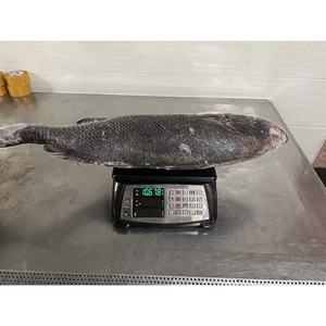Poisson croaker brun congelé à bas prix, éviscéré, pour <span class=keywords><strong>la</strong></span> vente en gros de fruits de mer, poisson croaker congelé à vendre - Product Image 2