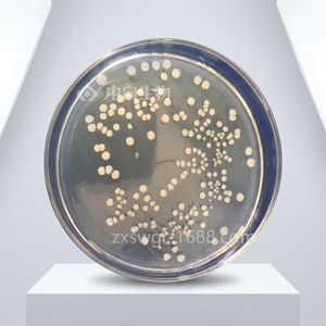 Polvere di Bacillus Amyloliquefaciens (Fermentazione in Stato Solido) 1000 Miliardi/g CFU 98% Tasso di Spore 8% Contenuto d'Acqua da Hubei - Product Image 2