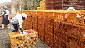 Plastic Poultry Transport Cage and Turnover Crate - Product Image 3