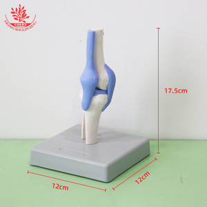 Modèle naturel de l'articulation du genou humain, démonstration pédagogique médicale, modèle articulaire et osseux pour la communication médecin-patient - Product Image 1
