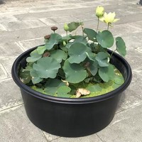 Pot rond en plastique PE de qualité alimentaire pour nénuphar noir, moulage par rotation, logo personnalisé, bassin à usage unique, Chine, Fujian