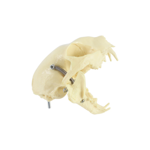 Thực Tế Động Vật Mô Phỏng Giải Phẫu Mèo Sọ Mô Hình Bộ Xương Cho Y Tế Giáo Dục - Product Image 3