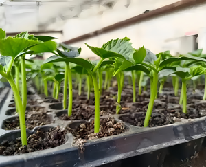 Vassoi <span class=keywords><strong>per</strong></span> Semina <span class=keywords><strong>a</strong></span> 50 Celle di Alta Qualità in Nuovo Materiale, con Buona Resistenza e Non Soggetti <span class=keywords><strong>a</strong></span> Deformazioni - Product Image 6