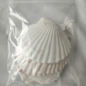 Decorazioni di nozze di natale decorazioni di conchiglia naturale ornamenti alla rinfusa per gli organizzatori di eventi guscio bianco puro - Product Image 6