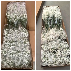 Offre Spéciale – Fleurs artificielles en plastique <span class=keywords><strong>blanc</strong></span> Gypsophila (Souffle de Bébé) pour la décoration - Product Image 2