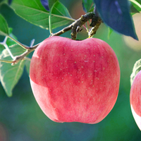 De vervuiling-gratis Big size red juicy apple vruchten Fuji verscheidenheid groothandel goedkope prijs