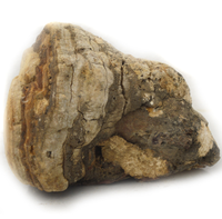 1KG de Hongo Eburiko Seco, Conk Crudo, Hongo Agarikon Natural Seco Entero en Venta