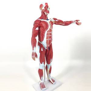 Modèle d'anatomie <span class=keywords><strong>musculaire</strong></span> humaine du <span class=keywords><strong>corps</strong></span> entier, 80 cm, modèle de muscle masculin <span class=keywords><strong>humain</strong></span>, 27 parties - Product Image 3
