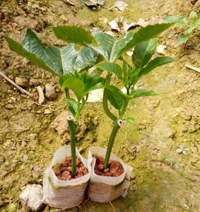 Prix de gros, sacs de culture pour plantes de ferme non tissés de 1000 ml, sacs de culture pour plantes de jardin, serre, sacs de culture biodégradables pour pépinière - Product Image 3