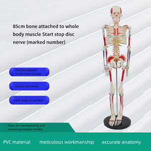 2025 vente chaude produits squelette osseux humain avec couleur musculaire et modèle de ligament fournitures médicales d'urgence - Product Image 6