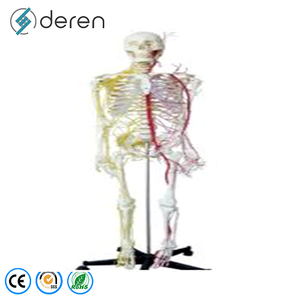Modelo de Esqueleto Humano de Calidad Médica Deren con Ligamentos y Nervios para Cursos de Anatomía Universitaria - Product Image 6