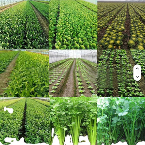 Seminatrice Elettrica o Manuale per Verdure e Carote, Ideale per Piccole Sementi, Prezzo <span class=keywords><strong>di</strong></span> Fabbrica - Product Image 6