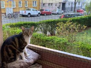 Kedi köpek balkon güvenlik ağı düşmeleri önlemek için-kedilerin girmesini ve çıkmasını önlemek için şeffaf naylon pet net çit - Product Image 6