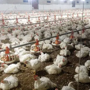 Equipo de cría de pollos de engorde completamente automático para granja avícola de Gallinero