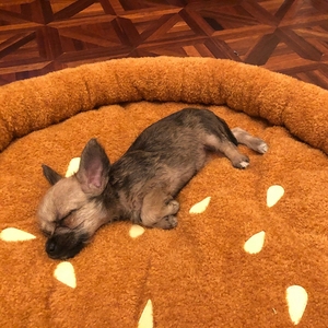 Cuccia in Memory Foam a forma di Hamburger-comodo e accogliente lettino <span class=keywords><strong>per</strong></span> animali domestici - Product Image 2