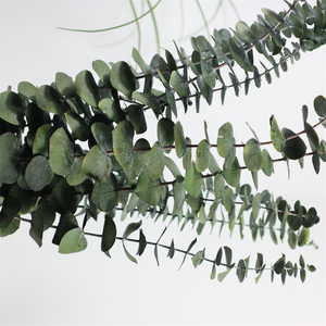 2024 piante di fiori conservati essiccate fascio di eucalipto rami di eucalipto freschi per la sistemazione di nozze decorazioni floreali per la casa - Product Image 2