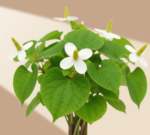 Extracto de Houttuynia Cordata TW PDRN 1000 ppm, Polinucleótido Derivado de Plantas de Alta Pureza, Materia Prima Cosmética Concentrada - Product Image 1