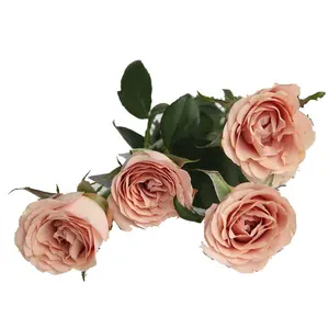 Good Quality Spray Heads Red Rose Flower Bundle Flowers Suppliers Roses Cappuccino For Table Wedding Home Decoration