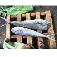 Mahi-mahi entier congelé, pêché en mer, pas cher, 100-150g, 150-200g, vente en gros